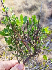 Jasminum