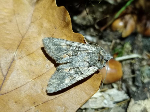 Griposie chatoyante (La)