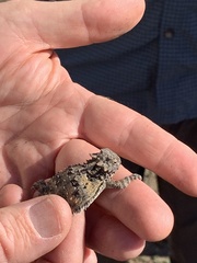 Phrynosoma blainvillii