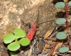 Leptocoris