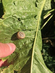 Cepaea