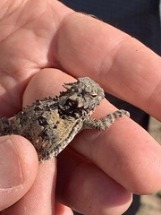 Phrynosoma blainvillii