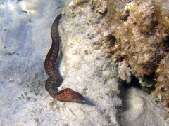 Muraena helena