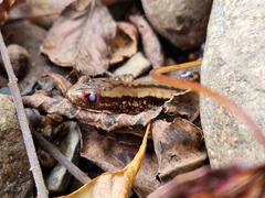 Eurycea guttolineata