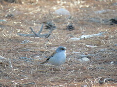 Junco phaeonotus