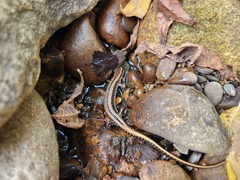 Eurycea guttolineata