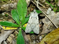 Lithophane ornitopus