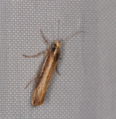 Ypsolopha parenthesella