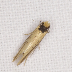 Tinea apicimaculella