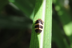 Prosapia simulans