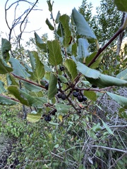 Rhamnus ilicifolia