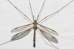 Tipula paludosa