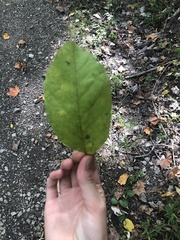 Magnolia acuminata