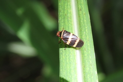 Prosapia simulans
