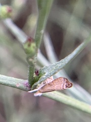 Parapediasia teterrellus