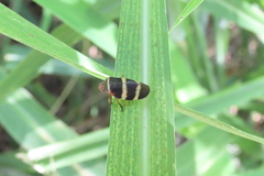 Prosapia simulans