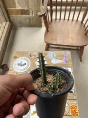 Huernia zebrina