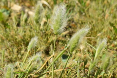 Polypogon monspeliensis