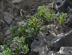 Glandora diffusa
