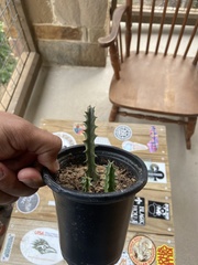 Huernia zebrina