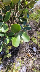 Pseudopanax colensoi