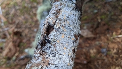 Caloplaca cerina