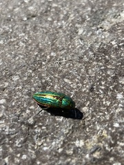 Buprestis aurulenta