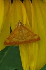 Pyrausta pseudonythesalis