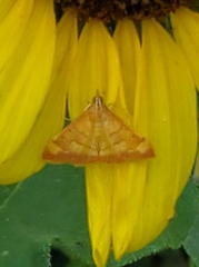 Pyrausta pseudonythesalis