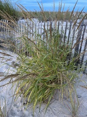 Panicum amarum