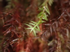 Bartramiopsis lescurii