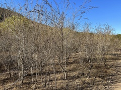 Malacothamnus fasciculatus