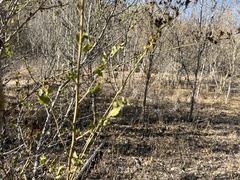 Malacothamnus fasciculatus