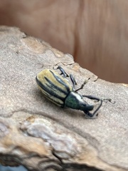 Diaprepes abbreviatus