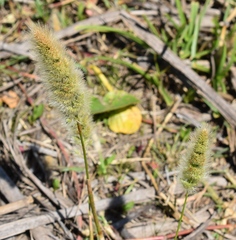 Polypogon monspeliensis