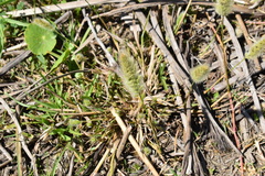 Polypogon monspeliensis
