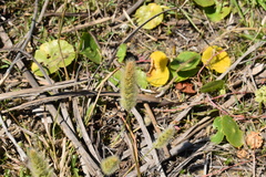 Polypogon monspeliensis