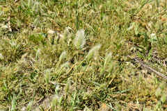 Polypogon monspeliensis