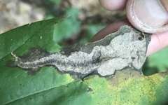 Coptotriche castaneaeella