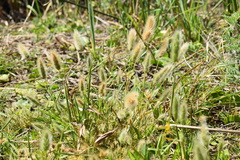 Polypogon monspeliensis