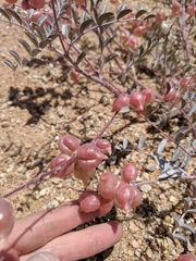 Astragalus lentiginosus