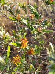 Lasiosiphon canoargenteus