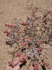 Astragalus lentiginosus