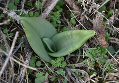 Himantoglossum hircinum