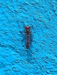 Dioprosopa clavata