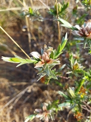 Lasiosiphon canoargenteus