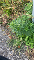 Lithospermum officinale