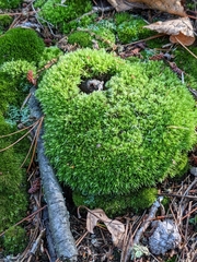 Leucobryum glaucum
