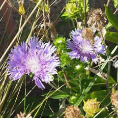 Stokesia