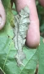 Coptotriche castaneaeella